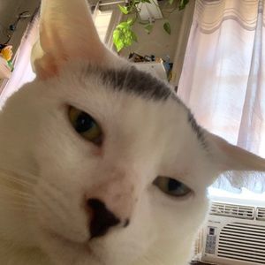 Meet your Posher, Leo